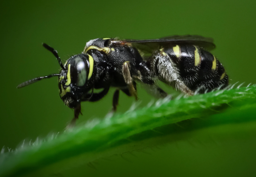 Understanding the Impact of Carpenter Bees