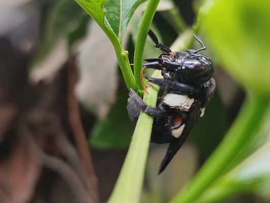 Why is my carpenter bee trap not working?