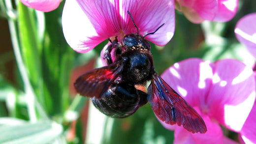 How to Attract Pollinators to Your Farm (And Why It Matters)