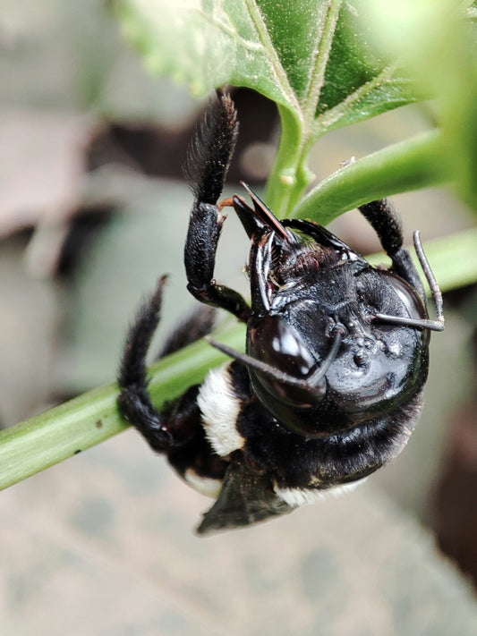 How to Kill Carpenter Bees.