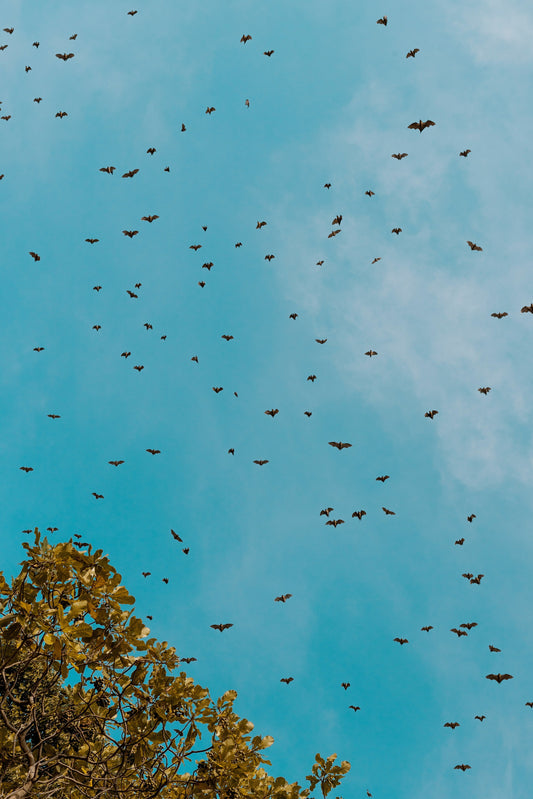 How to Keep Bats Out of Your Attic: A Safe and Effective Guide