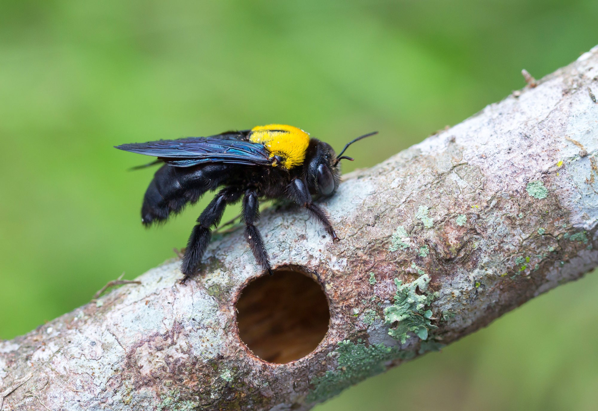 Load video: How do carpenter bee traps work?
